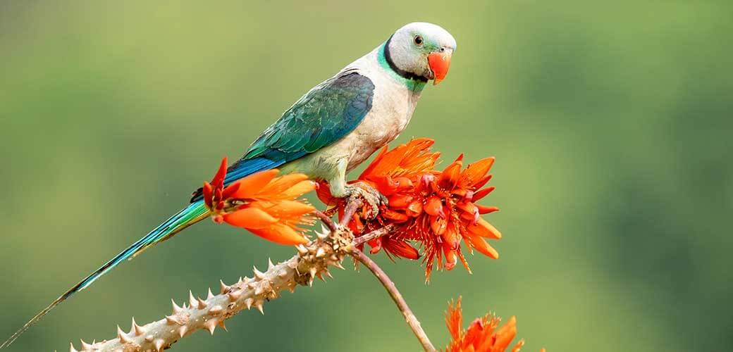 A male Malabar Parakeet feeding on a rice grains in the fields on the outskirts of Shivmoga, Karnataka.