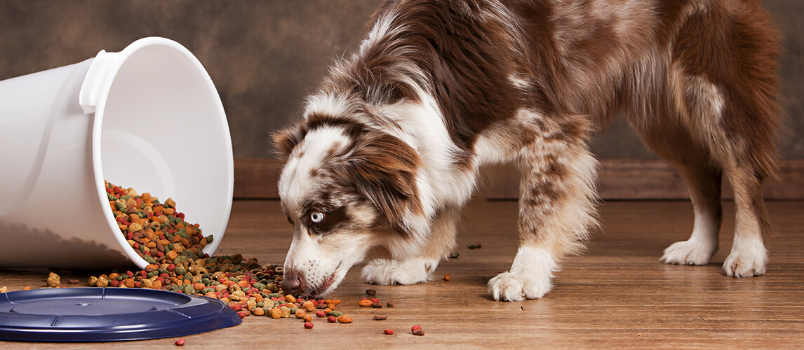 Australian husky eating from a spilled trash can full of dog food. Room for your text.