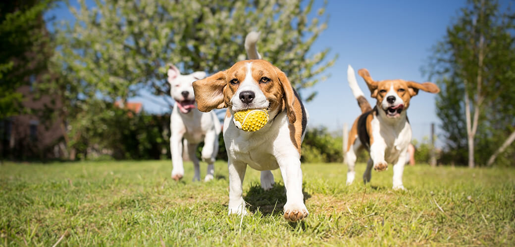 Beagle Basset Hound Puppies