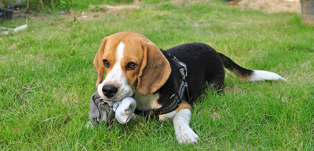 Beagle puppy bite socks on the outdoor lawn.