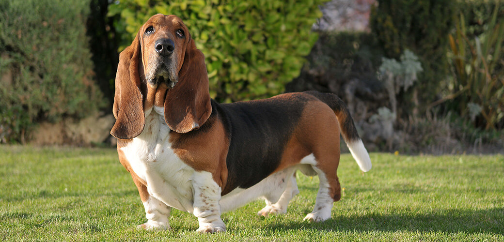 Beautiful Basset Hound purebred dog