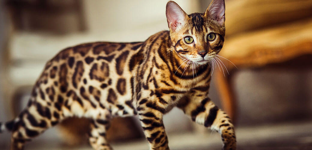 Bengal cat