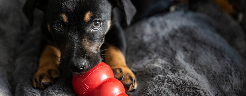  Black puppy chewing Kong toy. 