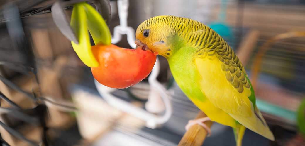 Budgerigar parakeet on her perch eating a cut tomato that is held by a clip.