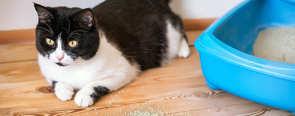 Cat toilet blue and black and white kitten on the wooden floor.