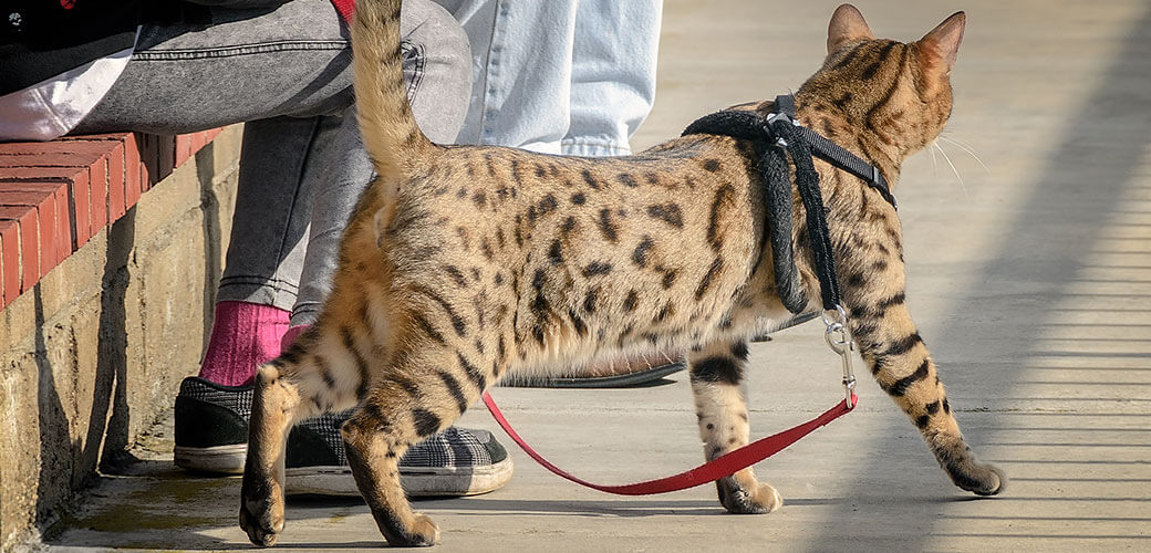 Cheetoh Cat