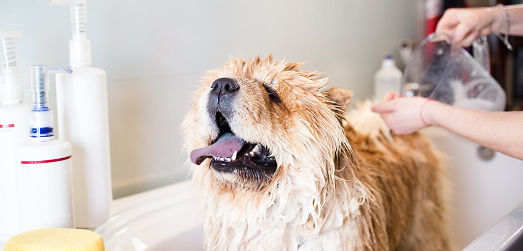 Chow chow at grooming salon having bath.