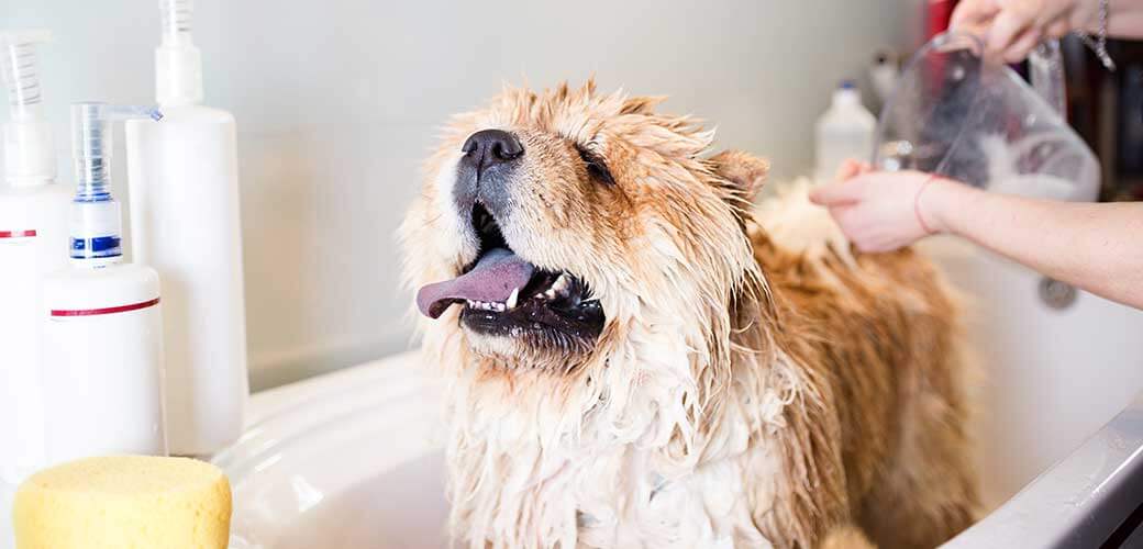 Chow chow at grooming salon having bath