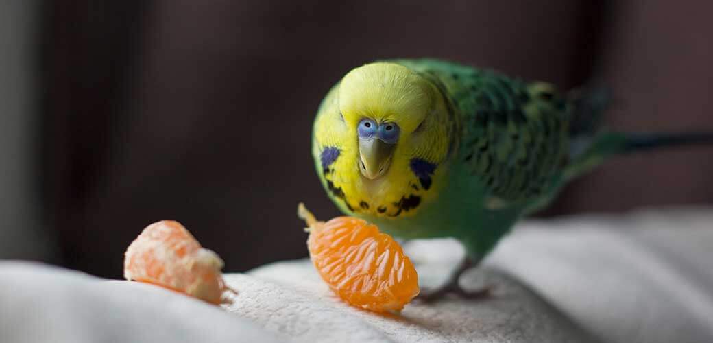 Close up Parakeet eats mandarin orange on the sofa.
