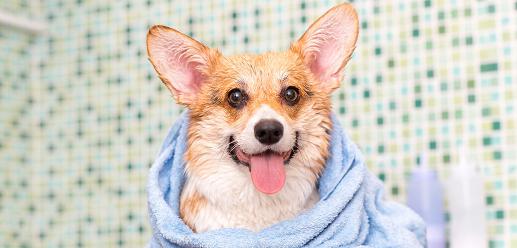 Corgi dog with towel after wash in the bathroom