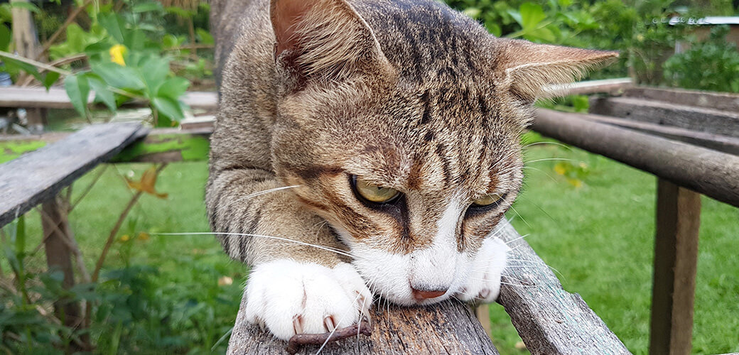 Cute male cat scratching on old rusty wood in the garden during beautiful day.