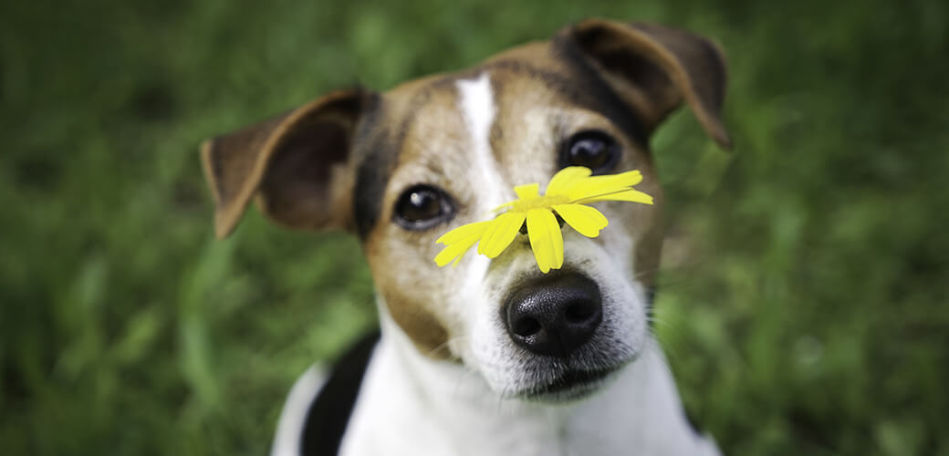 Dog Jack Russell Terrier on green background with yellow flower on the nose. No hay and allergy, pet health care concept