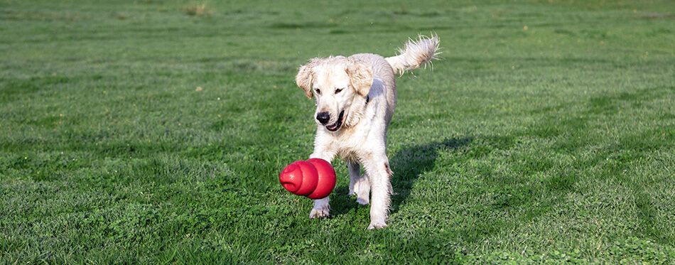 Golden Retriever dog playing with his yellow plush footbal on the park's lawn.