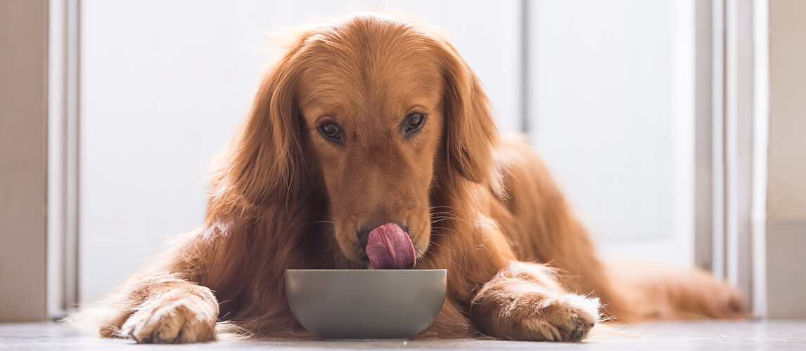 Golden Retriever eating