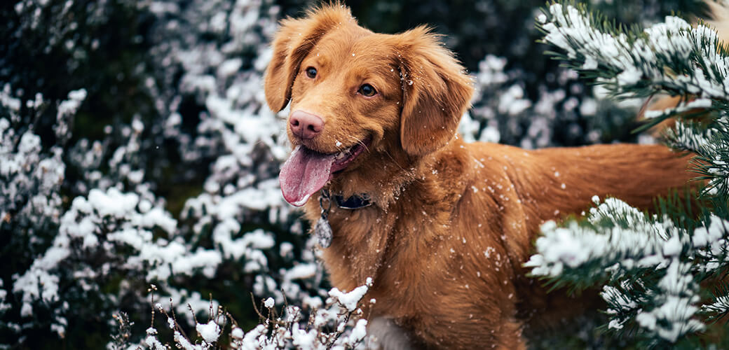History of The Red Golden Retriever