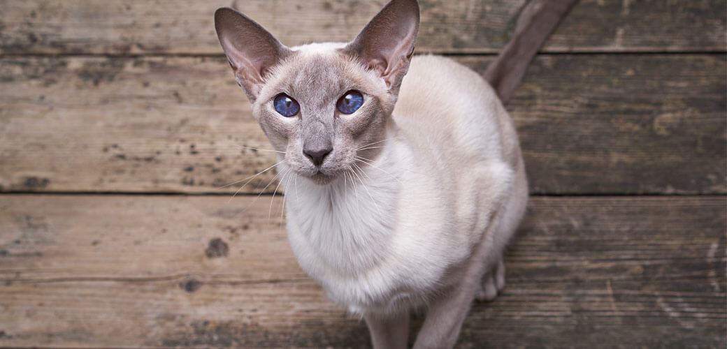 Oriental cat