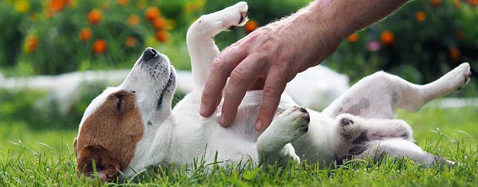 Owner is tickling a Jack Russel dog in a grass.
