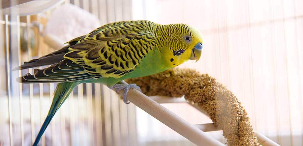Parakeet sits in birdcage and eats dry grass.