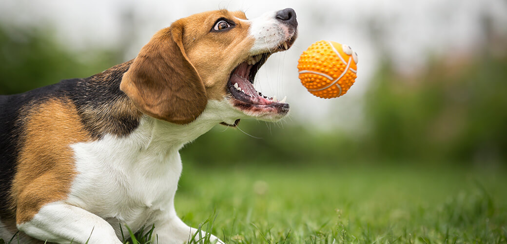 Playing fetch with agile Beagle dog