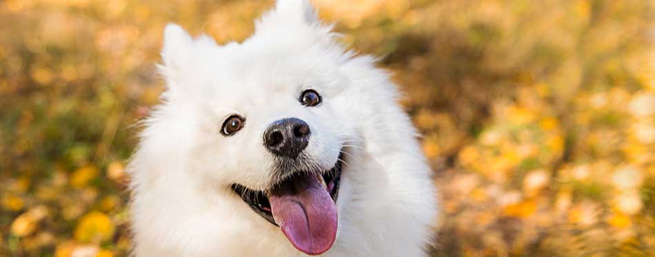 White Samoyed dog smiling in the the autumn yellow forest with leaves