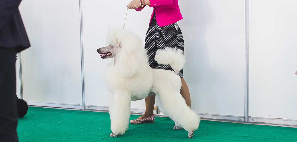 Pudel dog expo show Poodle