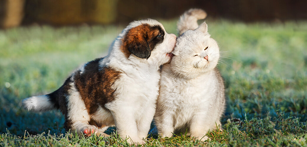 Saint bernard puppy playing with british shorthair cat