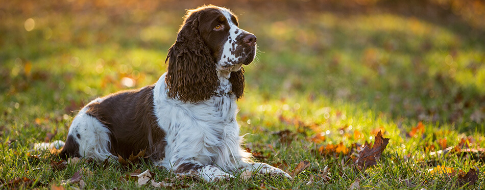 Sitting English cocker spaniel. Autumn background.