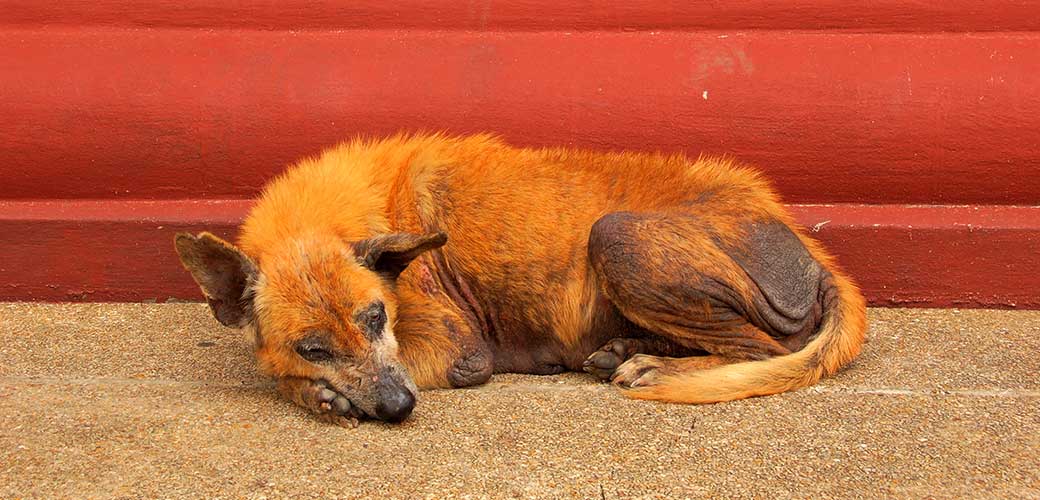 A stray dog with mange is lying down on the concrete in front of a red wall.