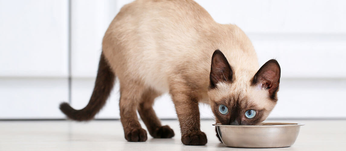 Thai cat eating food from bowl