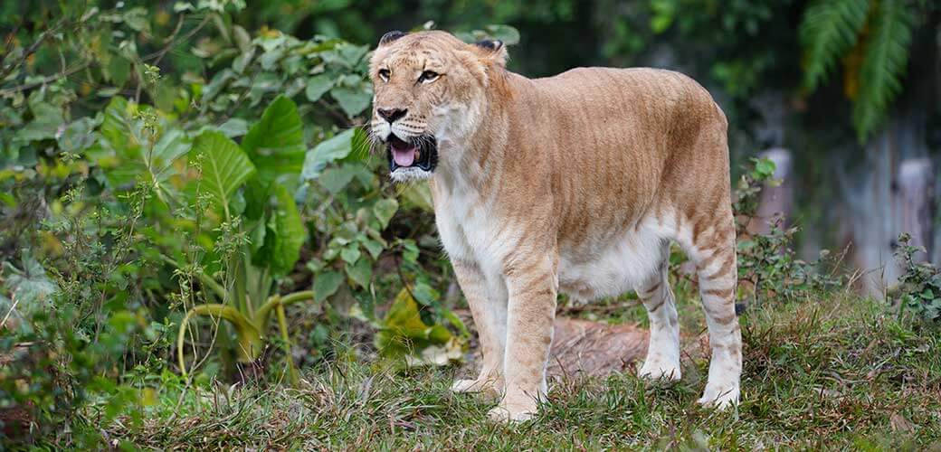 Beautiful male liger in the wild.