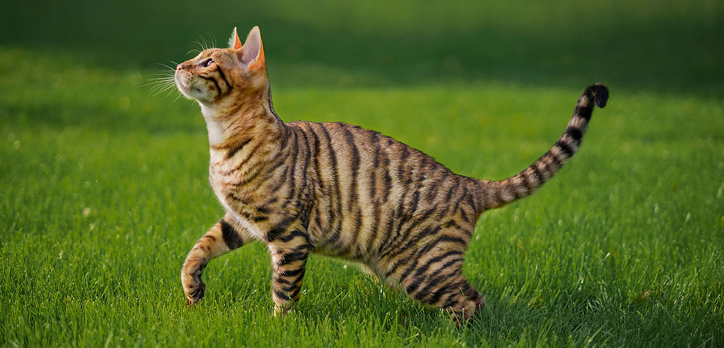 Toyger cat