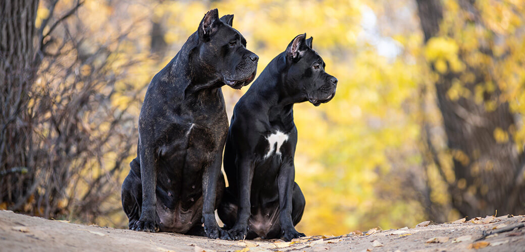 Two Cane Corso dogs are sitting in the autumn park