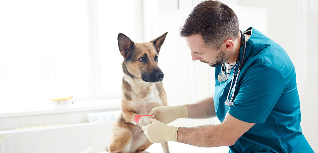 Veterinarian putting bandage on paw of german shepherd in clinics