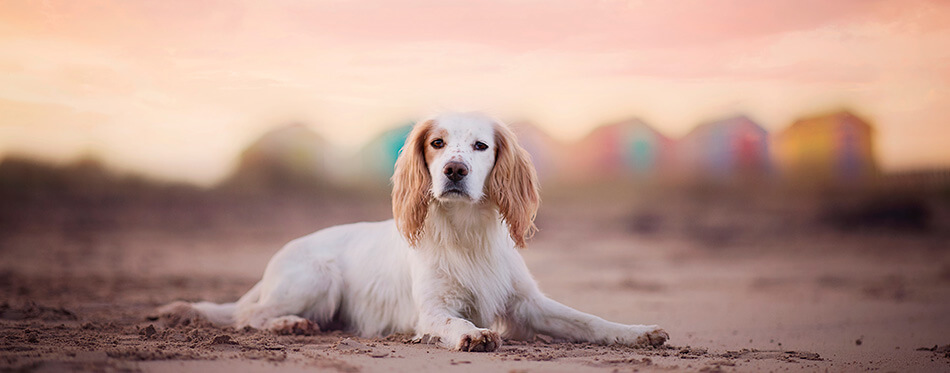 Working Cocker Spaniel