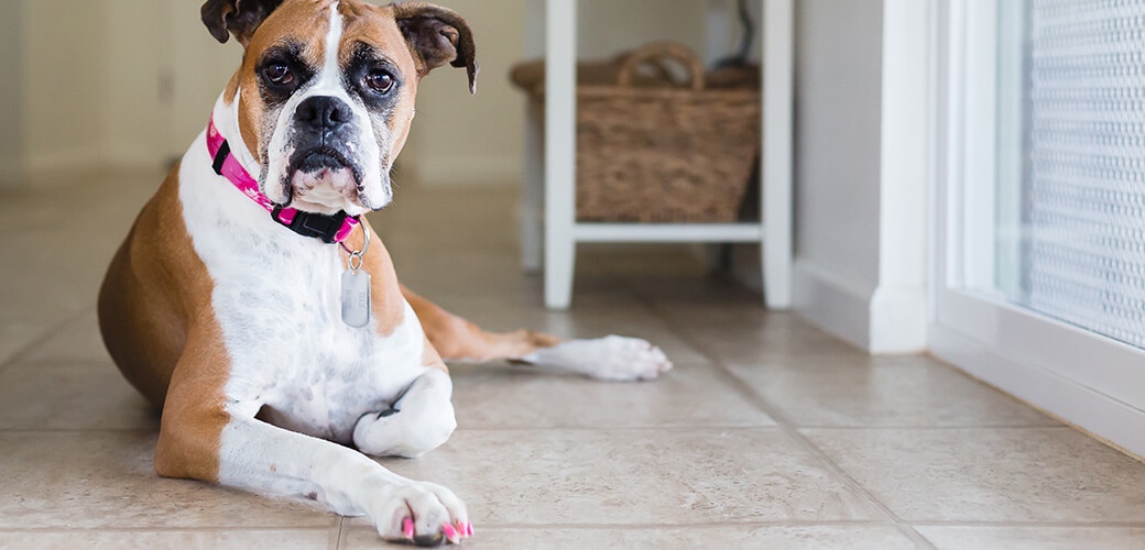 Young Boxer dog with painted nails looks into camera