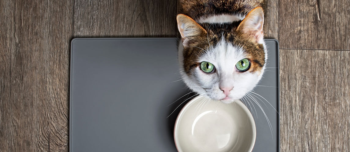  cat sitting in front of a emty food dish