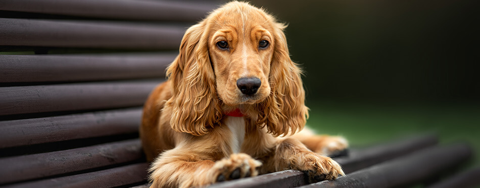 english cocker spaniel puppy lying down on a bench