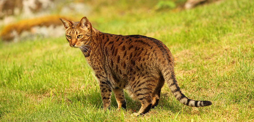 ocicat cat