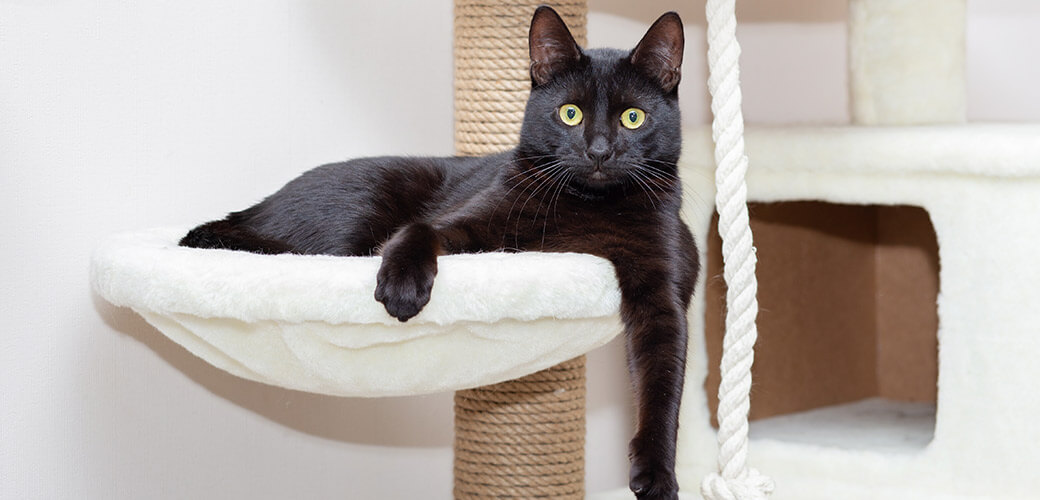 A black cat with a shiny coat is lying on a special play complex for cats in the apartment.