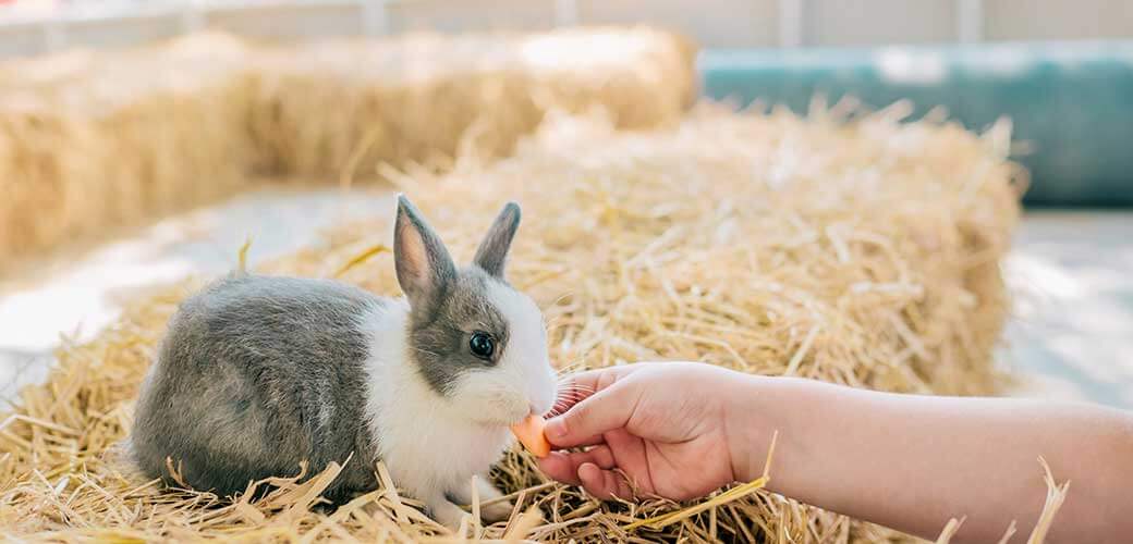 A child is feeding carrot to bunny on a bale of hay.