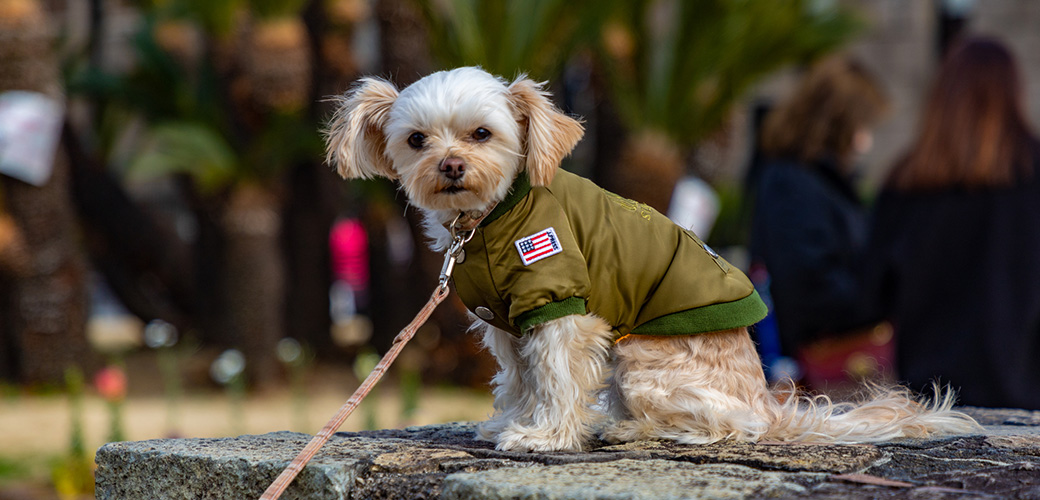 A picture of a dog posing next to the Osaka Castle, of the breed Dandie Dinmont Terrier or Bichon Frise.