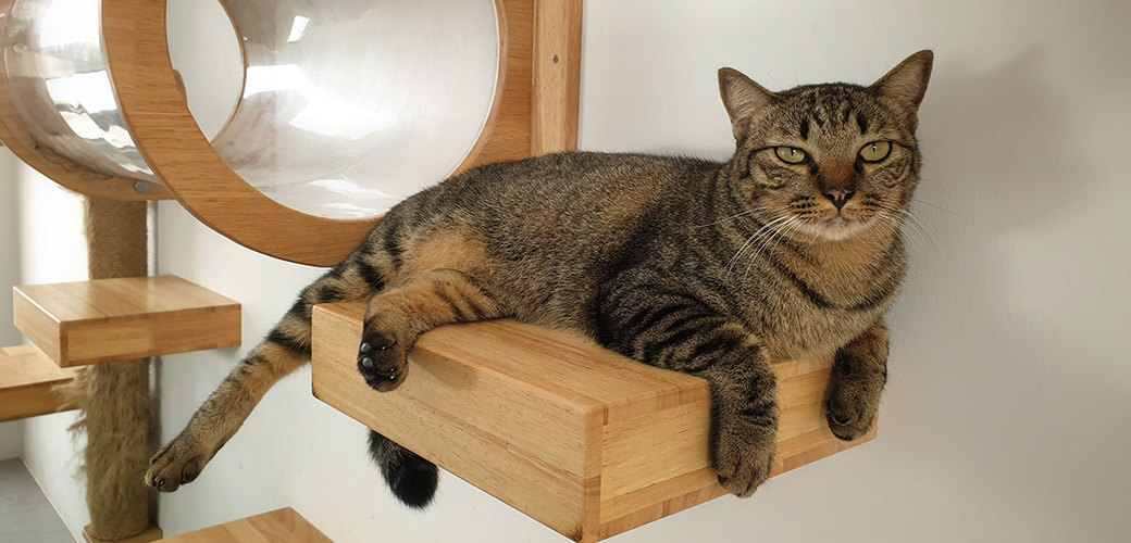 A young tabby cat resting inside modern wall mounted cat bed capsule and looking something.