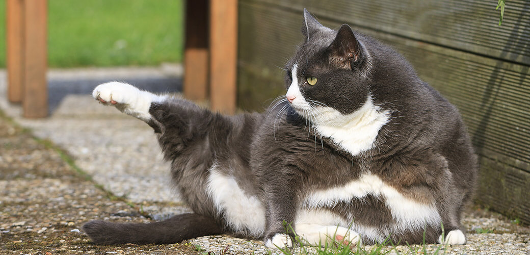 Beautiful fat cat with obesity doing some yoga in the garden in spring