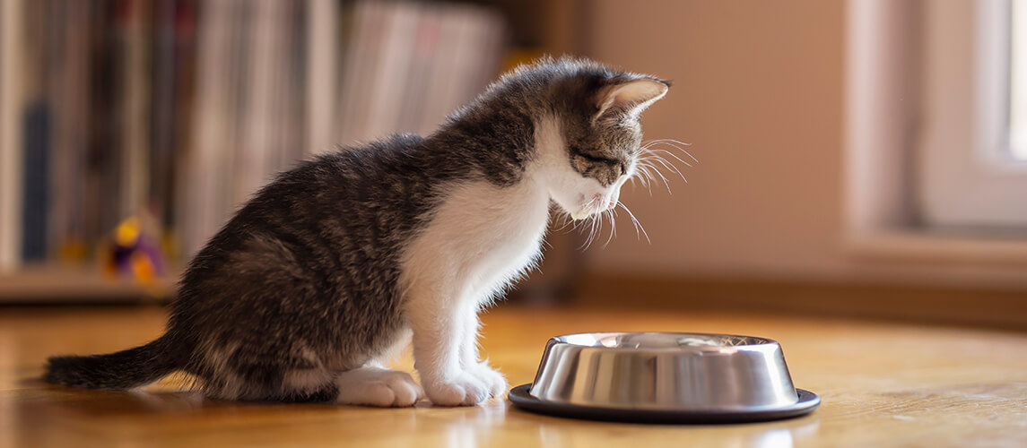 Beautiful little kitten licking milk from a bowl placed on the living room floor next to a window