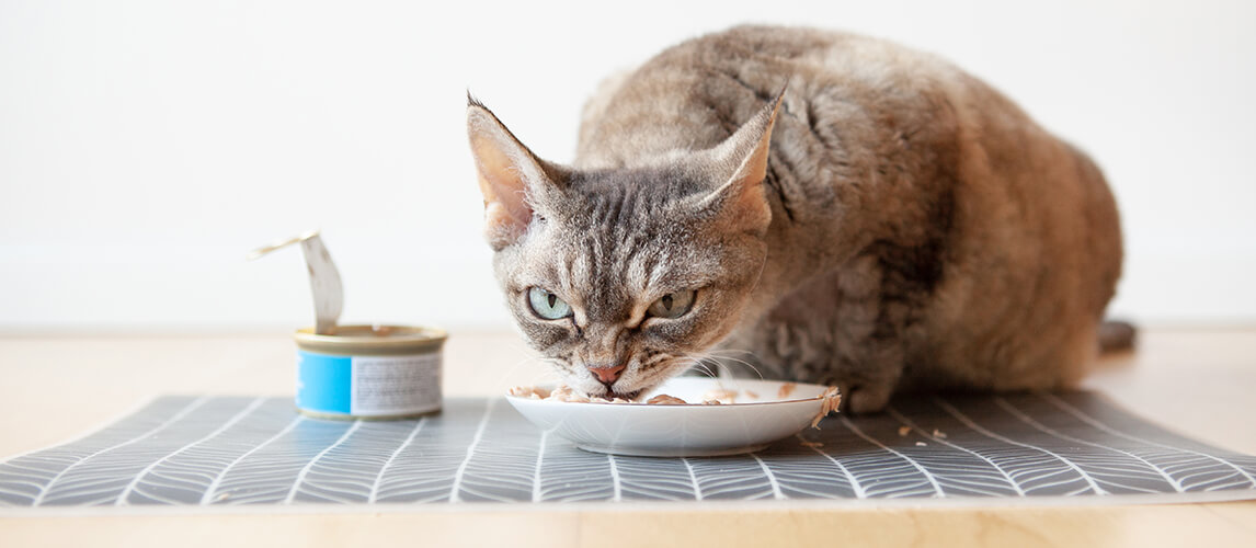 All Purpose Cat Feeding Bowl Mat Non-slip Food Placement Kitten Water Dish  Pad