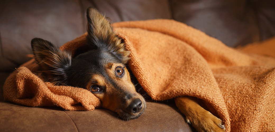 Black and brown mix breed dog lying down under orange blanket on leather couch facing camera while looking bored lonely sick sad guilty pampered spoiled at home