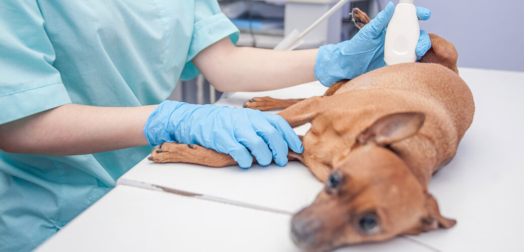 Close up puppy having ultrasound scan in vet office