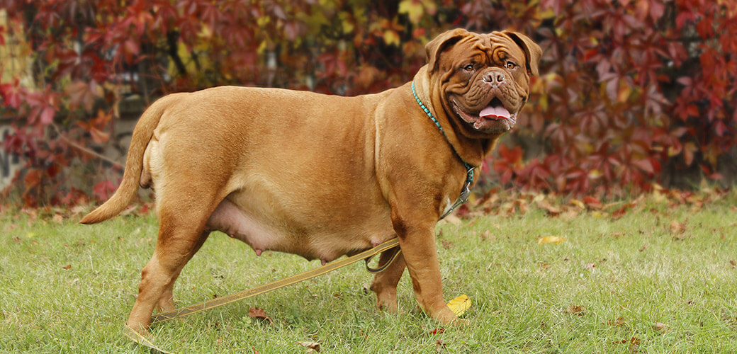 Dogue de Bordeaux - Pregnant female - 58 days