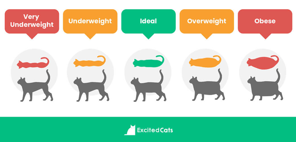 Graphic illustration of the body conditioning scoring system in cats.
