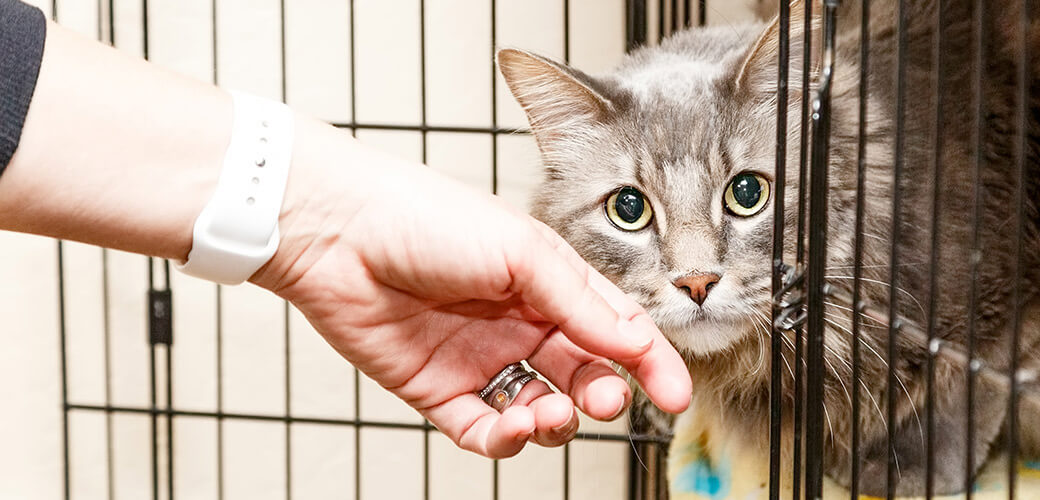 Hand of a woman petting a scared and shy cat that is lying in a cage at a shelter